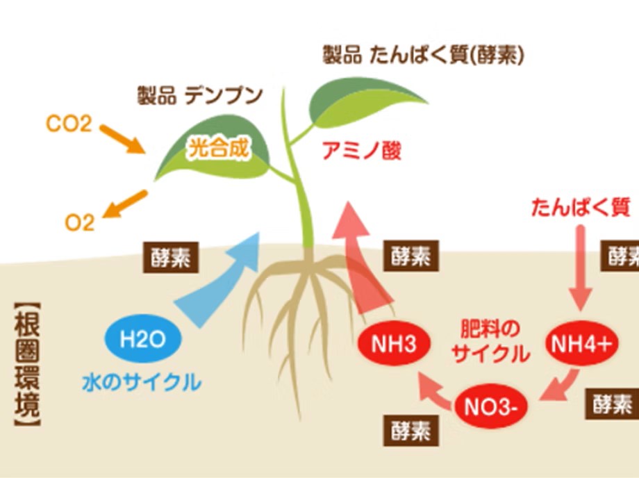 土で育てる、おうみたからトマト