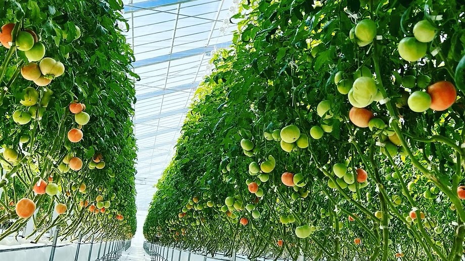おうみたからfarm