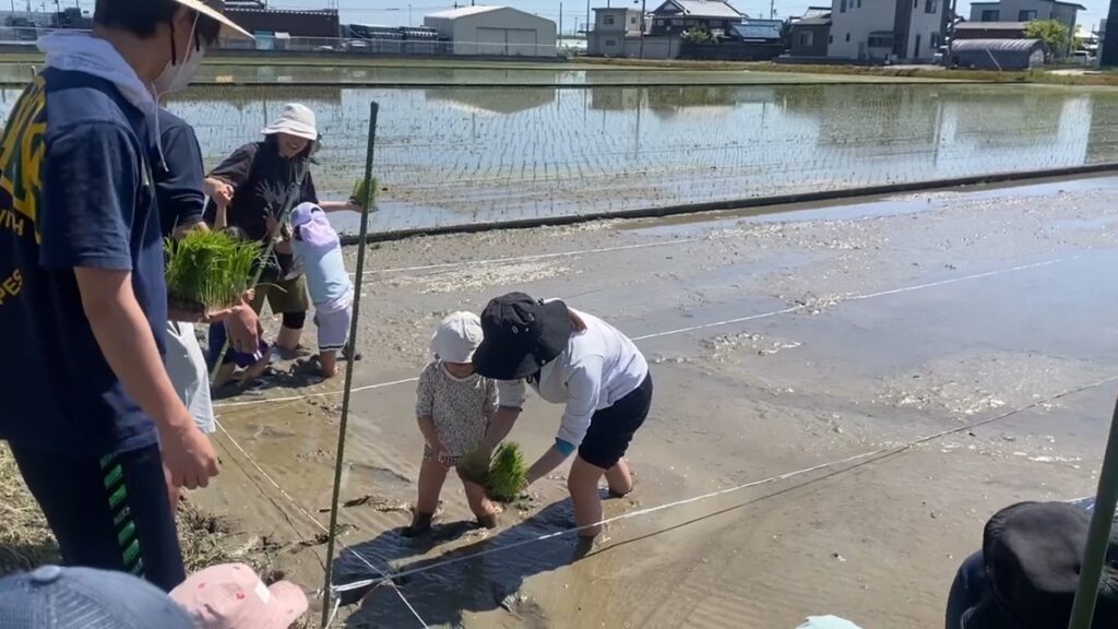 田植え体験