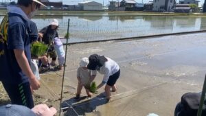 田植え体験