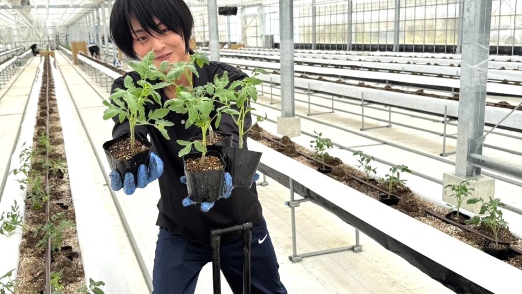 苗植え