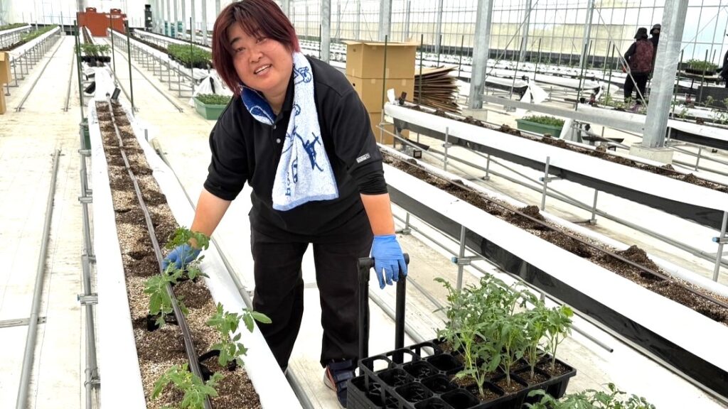 トマト苗植え