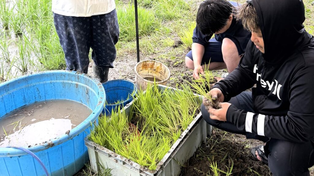 田植えサポート