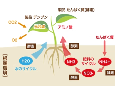 酵素の働きをフル活用し旨味を実現する土耕栽培
